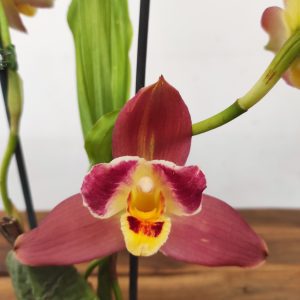Lycaste 'Anglyda Red Jewel'