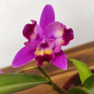Cattleya C. Hawaiian Splash' Lea'