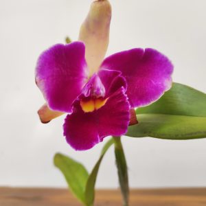 Catt. Rlc. Village Chief North