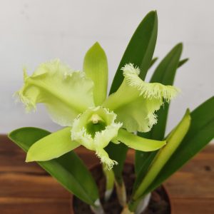 C. Rlc. Golf. Green 'Hair Pig'