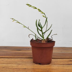 Oeoniella Polystachys - C/ Haste Floral