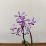 Vanda Charm X Sei. Mitrata - Com Flor