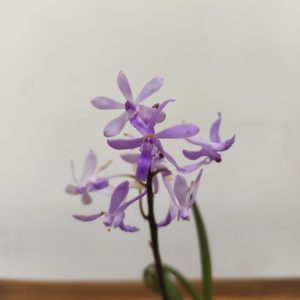 Vanda Charm X Sei. Mitrata - Com Flor