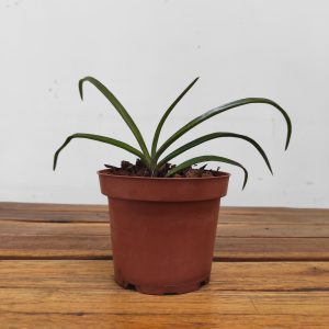 Vanda Charm X Sei. Mitrata - Sem Flor