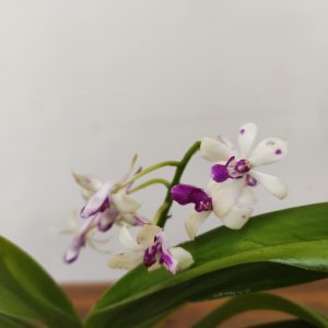 Vanda Pinky 'New Start'