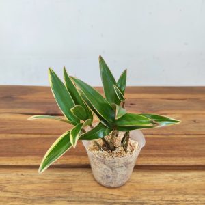 Dendrobium Kingianum Variegata V.8