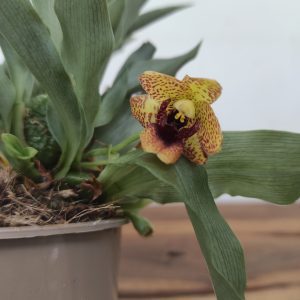 Promenaea Sunlight V.9