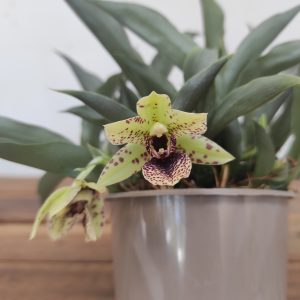 Promenaea Sunlight V.9