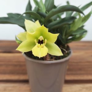 Promenaea Sunlight V.9