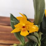 Promenaea Sunlight V.9