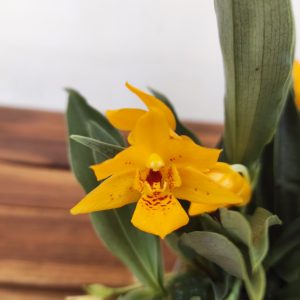 Promenaea Sunlight V.9