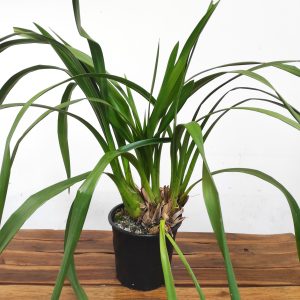 Cymbidium V.21 - Sem Flor