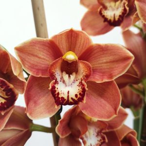 Cymbidium 3 Hastes V.25