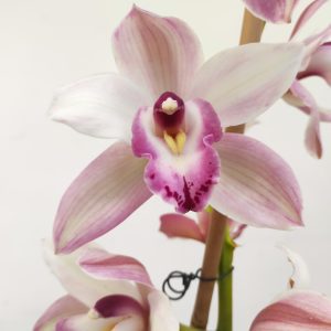Cymbidium 2 Hastes V.25