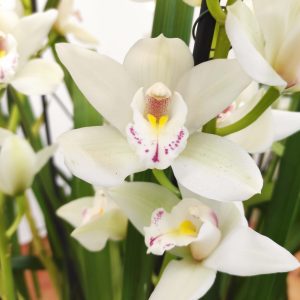 Cymbidium 9 Hastes V.25