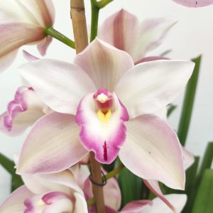 Cymbidium 10 Hastes V.25