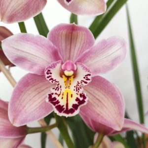 Cymbidium 4 Hastes V.25