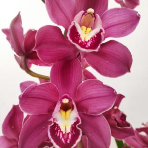 Cymbidium 3 Hastes V.25