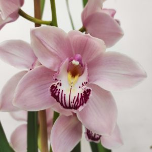 Cymbidium 2 Hastes V.25