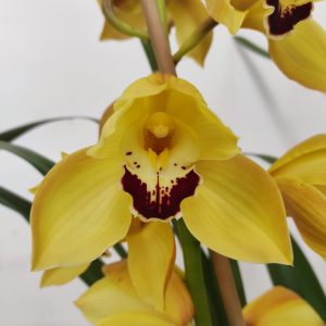 Cymbidium 4 Hastes