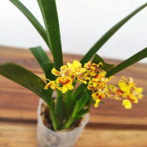 Onc. Twinkle 'Orange Panther'