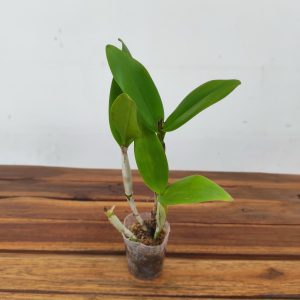 Cattleya Varut Startrack