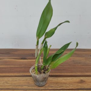 Rth. Young - Min Orange