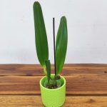 Rlc. Liou Hope 'Red In Snow'