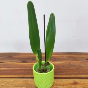 Rlc. Liou Hope 'Red In Snow'