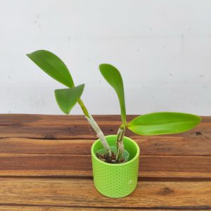 Lc. Tzeng - Wen Bells