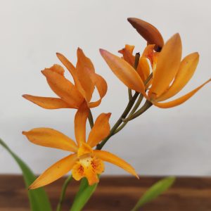 Enanthleya Circus Lady