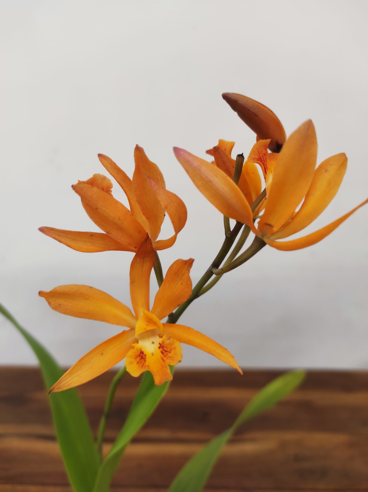 Enanthleya Circus Lady