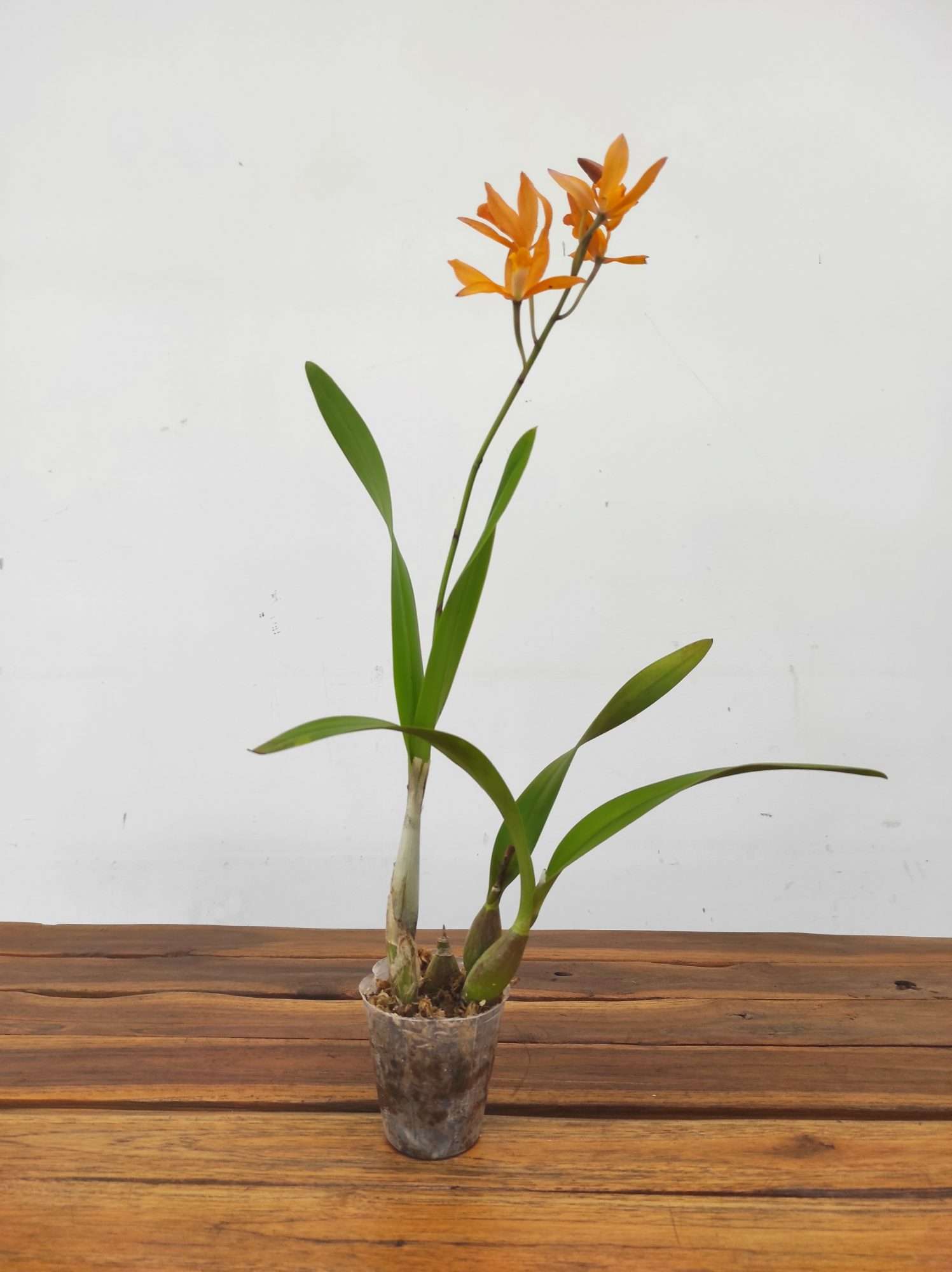 Enanthleya Circus Lady - Image 2