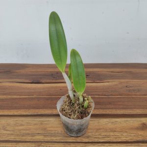 Cattleya Barefoot Mailman 'Rainbow'