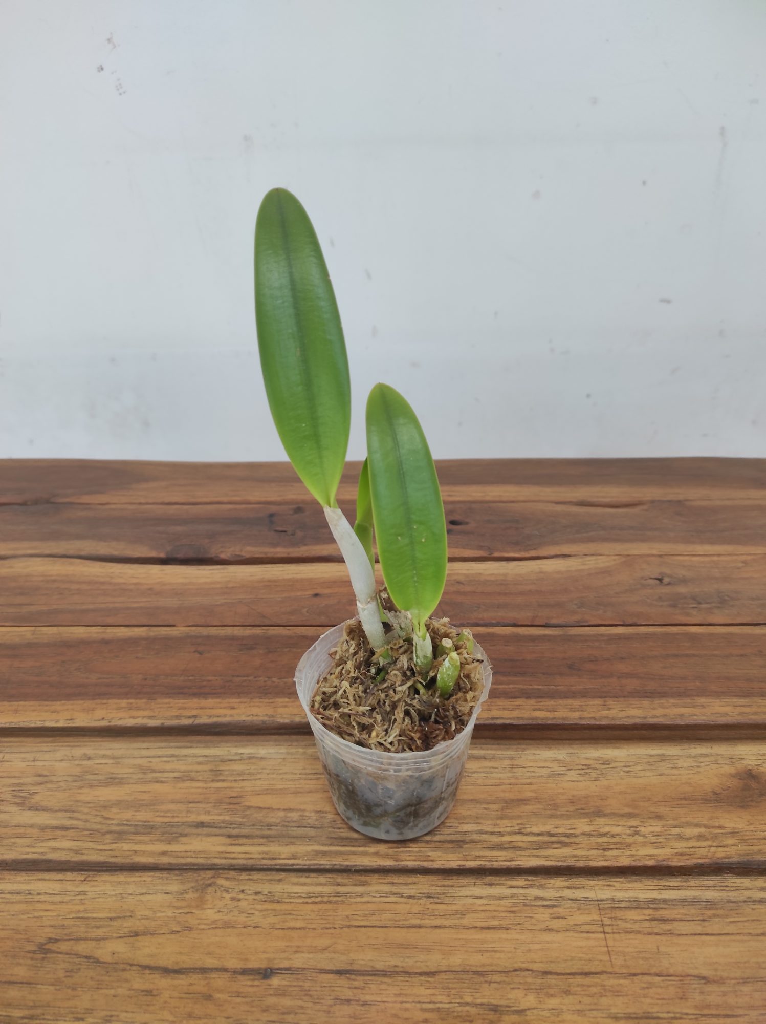 Cattleya Barefoot Mailman 'Rainbow'