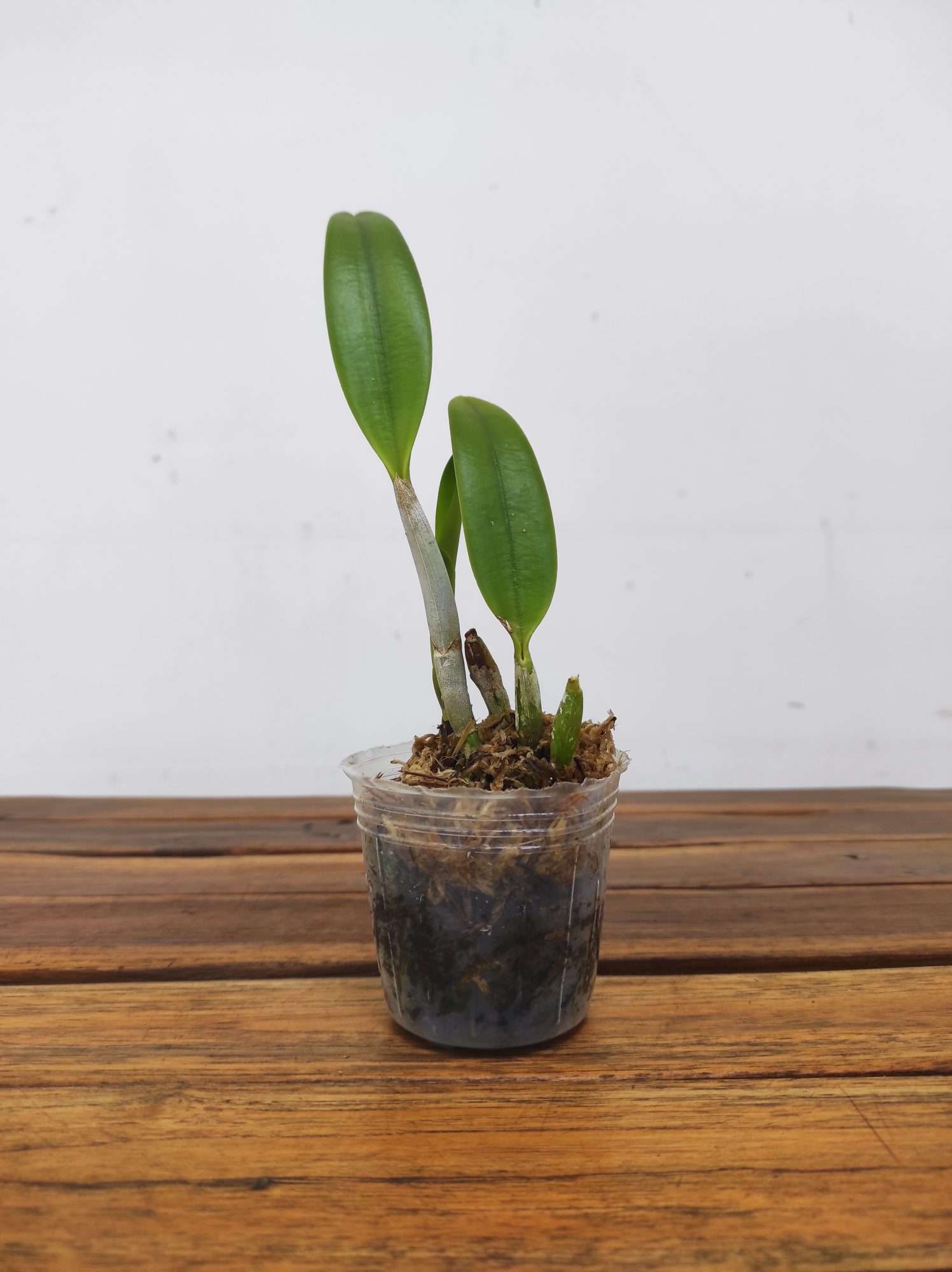 Cattleya Barefoot Mailman 'Rainbow' - Image 2