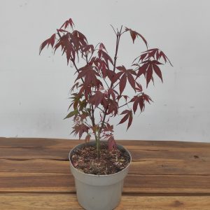 Acer Palmatum 'Atropurpureum' V.15