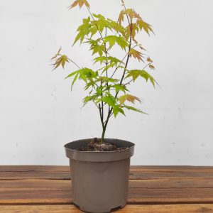 Acer Palmatum 'Orange Dream' V.15
