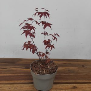 Acer Palmatum 'Beni-Maiko' V.15