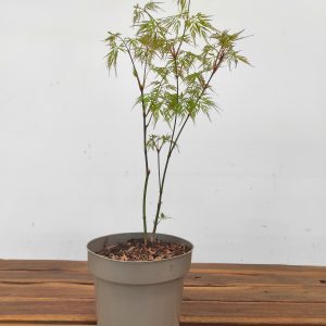 Acer Palmatum 'Emerald Lace' V.15