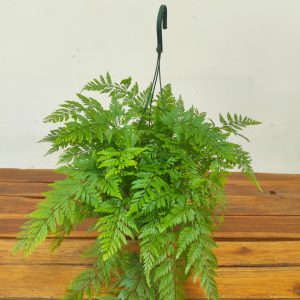 Davallia Fejensis - Suspensão