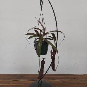 Nepenthes Rebecca – Suspensão