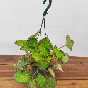 Begonia Leaf Green - Suspensão V.14