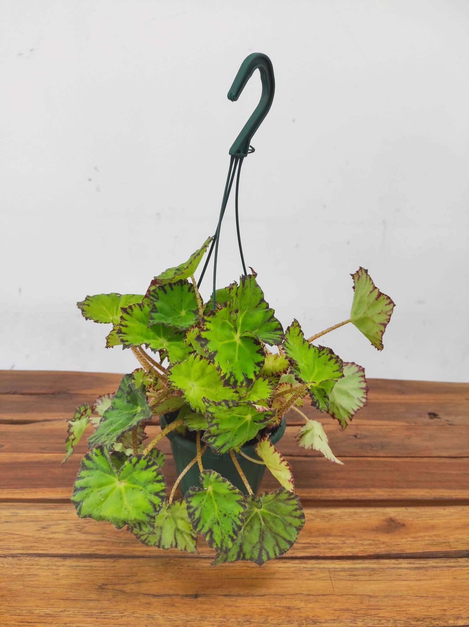 Begonia Leaf Green - Suspensão V.14