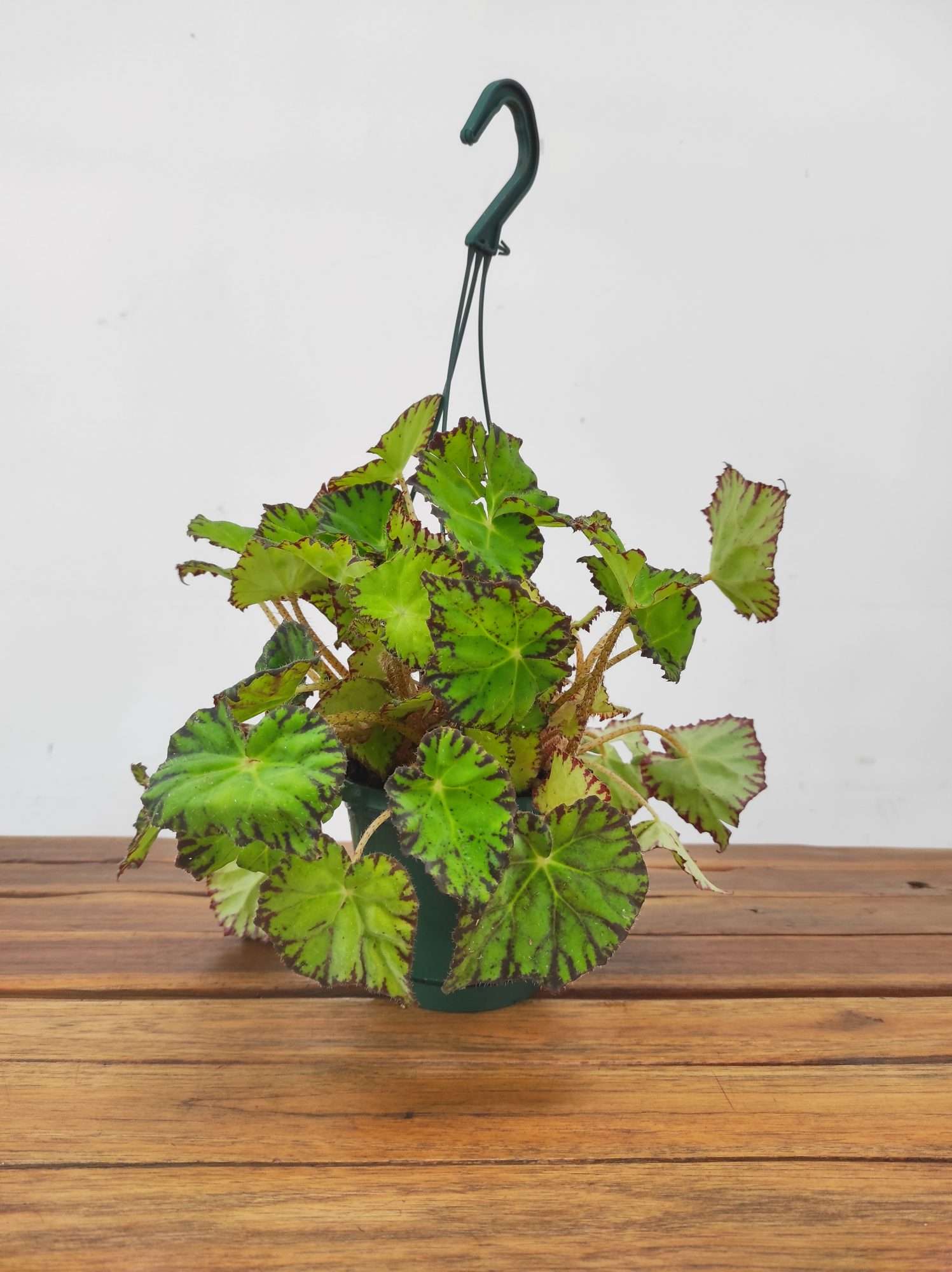 Begonia Leaf Green - Suspensão V.14 - Image 2