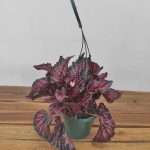 Begonia Dark Vermelho - Suspensão V.14
