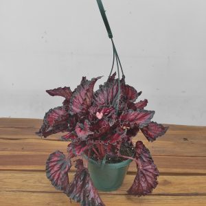Begonia Dark Vermelho - Suspensão V.14