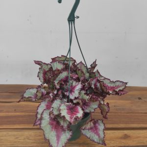 Begonia Hawaian Sylver - Suspensão