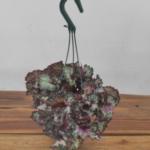 Begonia Scarlet King - Suspensão