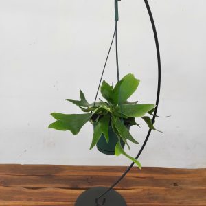 Platycerium Alicorne – Suspensão